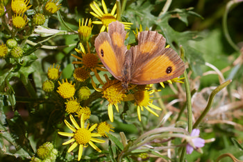 Gatekeeper butterfly ragwort This still life photograph taken in the afternoon during summer shows a Gatekeeper butterfly resting on a cluster of ragwort plants. The Gatekeeper butterfly, a common insect in summer, is positioned with its wings fully open, displaying the characteristic orange and brown markings with distinctive black spots. Surrounding the butterfly, the vibrant yellow ragwort flowers stand out against the green foliage, highlighting the interaction between insects and plants in this natural scene. The image was captured in bright daylight, which accentuates the colors and the detail of the butterfly as it feeds on the ragwort.